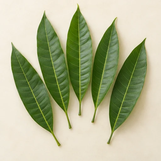 Mango leaves / Aam patta